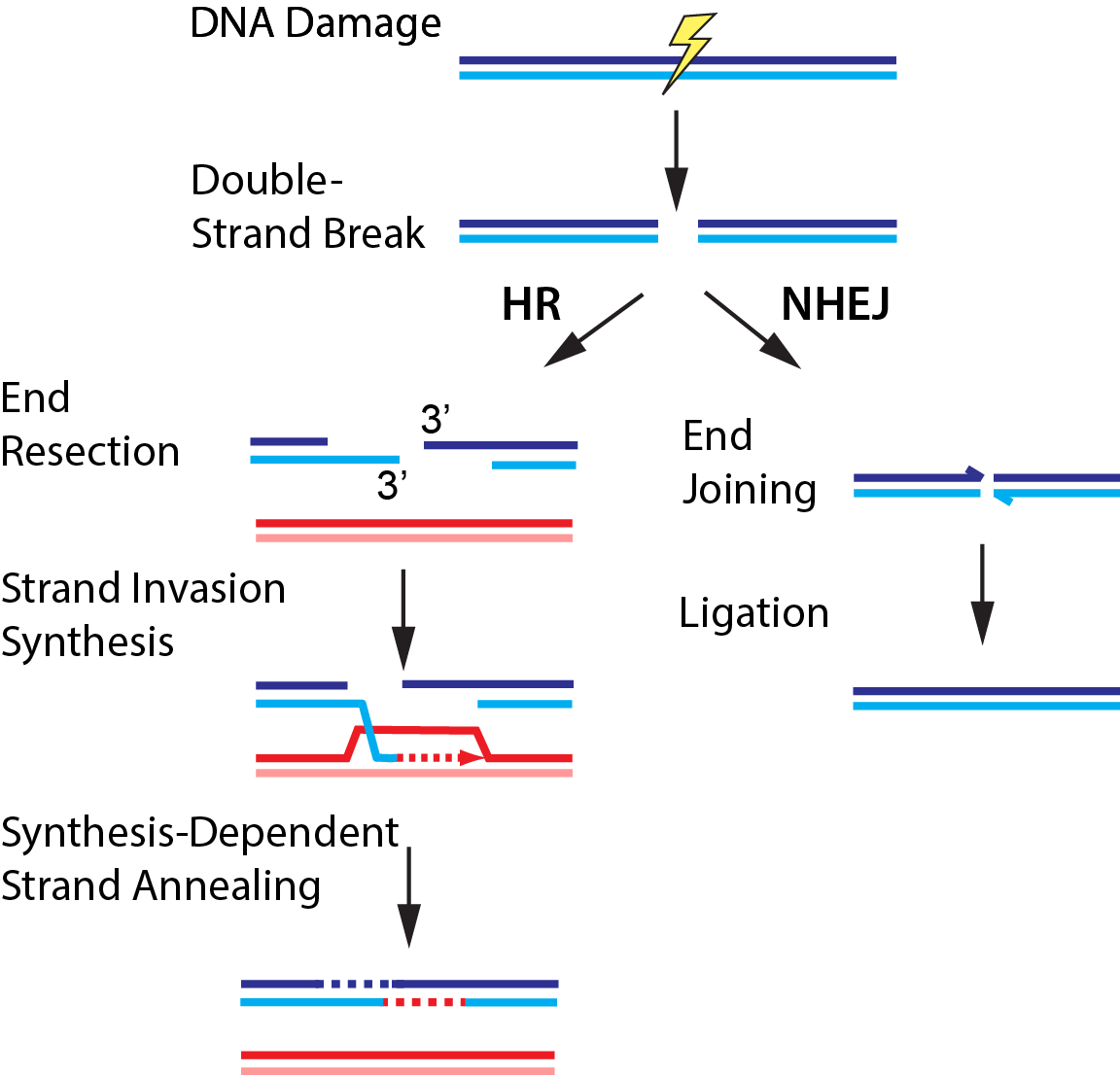 Homologous recombination
