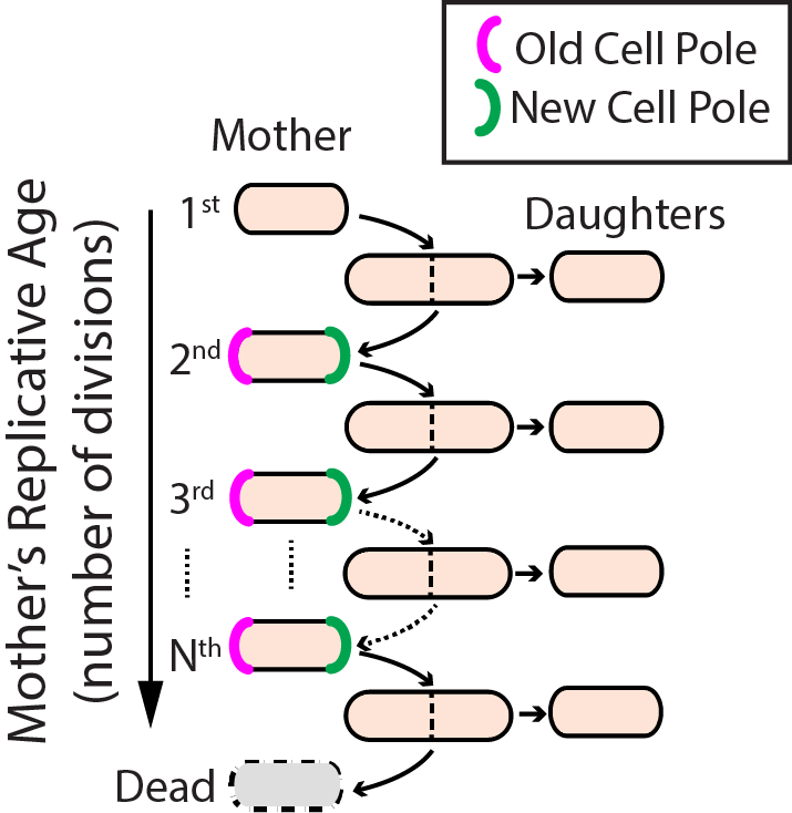 Replicative aging in fission yeast